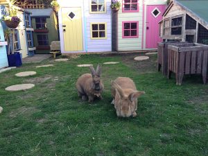 small-animals-boarding-rabbits