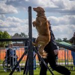 dog displays 01