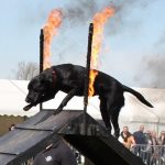 dog displays 02