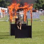 dog displays 03