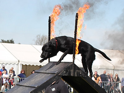 Dog Displays